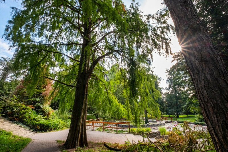 Kínai mamutfenyő a miskolctapolcai ősparkban