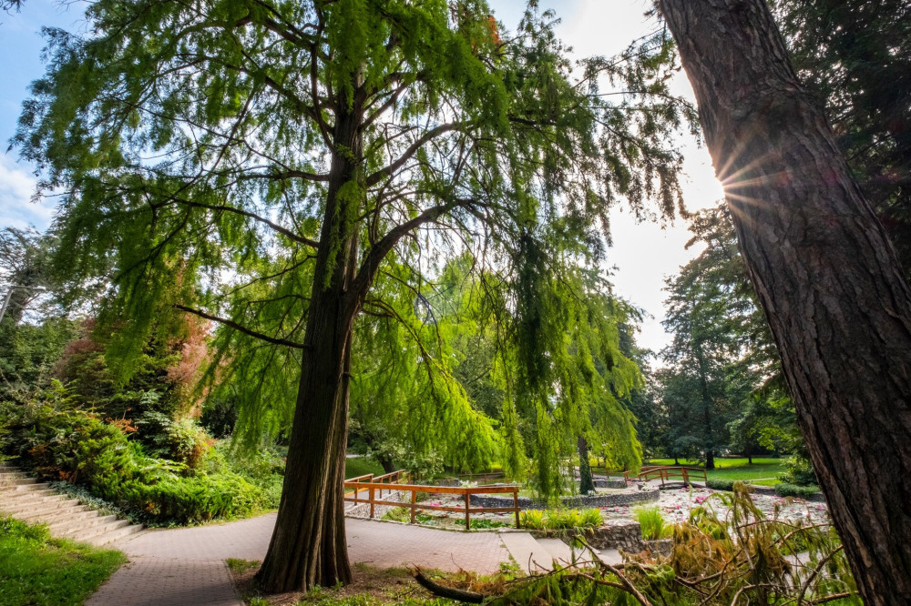 Kínai mamutfenyő a miskolctapolcai ősparkban