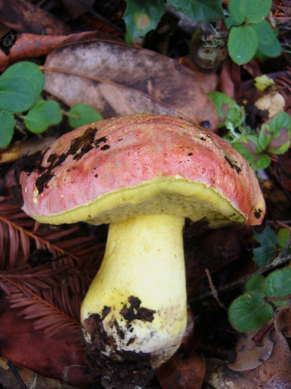 kiraly_varganya_boletus_regius_65726_foto_wikipedia_shane_mushane.jpg