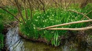 Kivirágzott a Tisza-tó