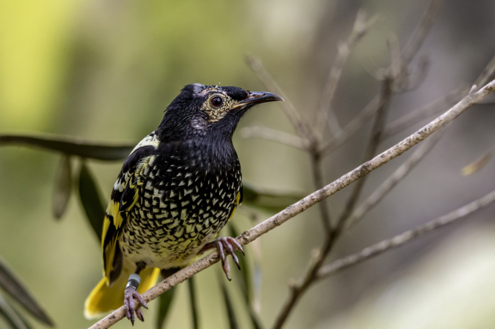 kockas mezevo Regent_honeyeater Wikipedia 