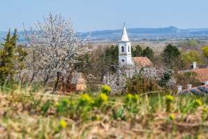 Kőtenger és virágözön - tavasz Salföldön