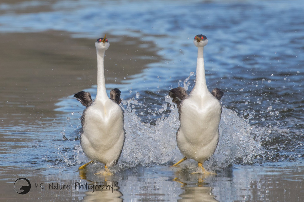 KSWesternGrebes