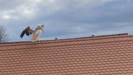 Különleges madár kóborol Makó környékén