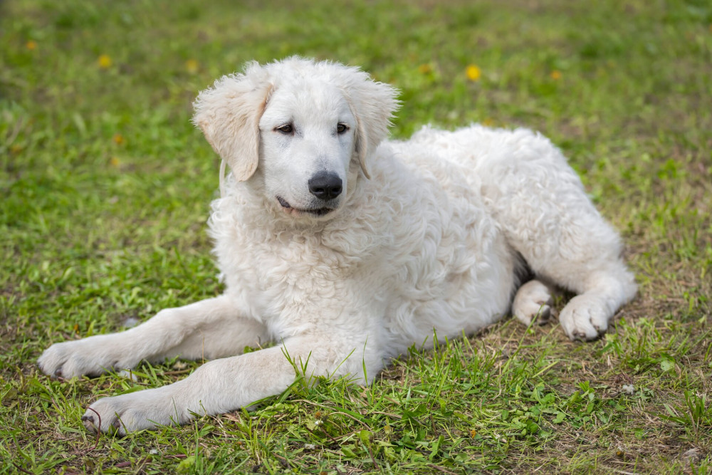 kuvasz FOTO Adobe Stock