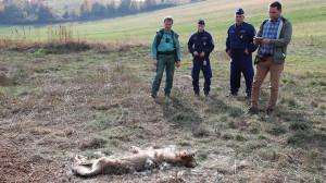 Lelőttek egy farkast a Bükkben