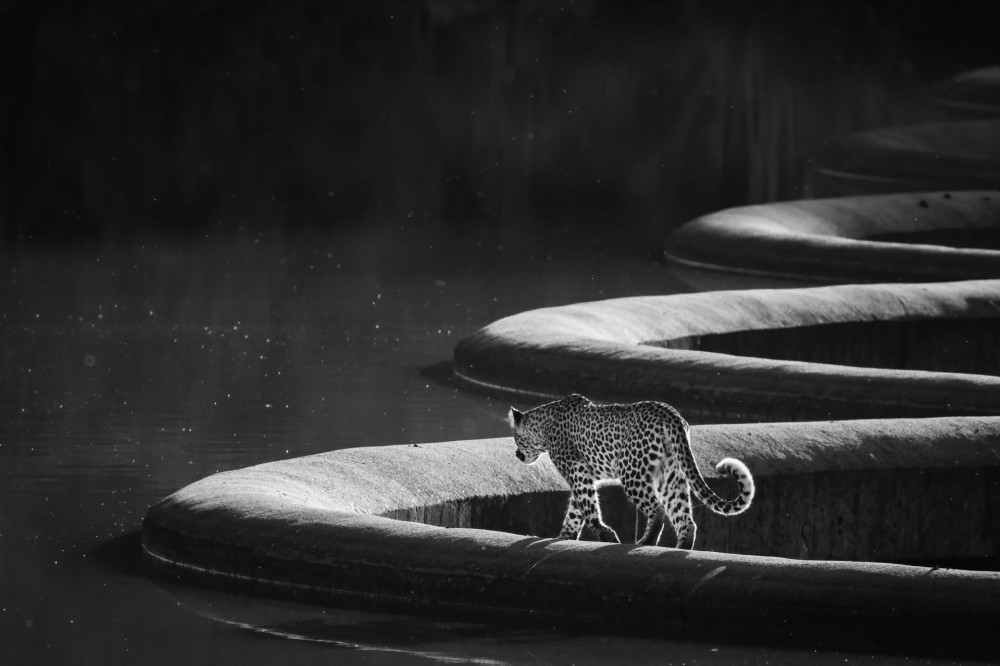 Leopard-walking-Byron-Grobler-NPOTY-Peoples-choice