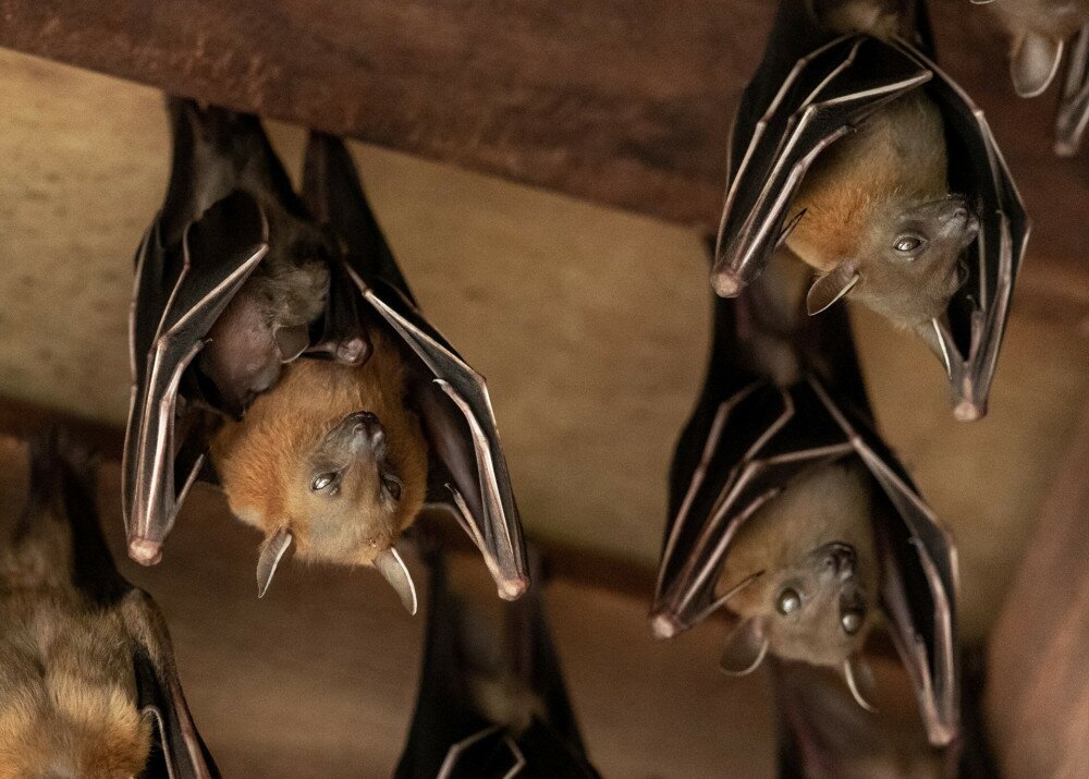 Lesser Dog-faced Fruit Bat, Cyneropterus brachyotis, Mother with juvenile