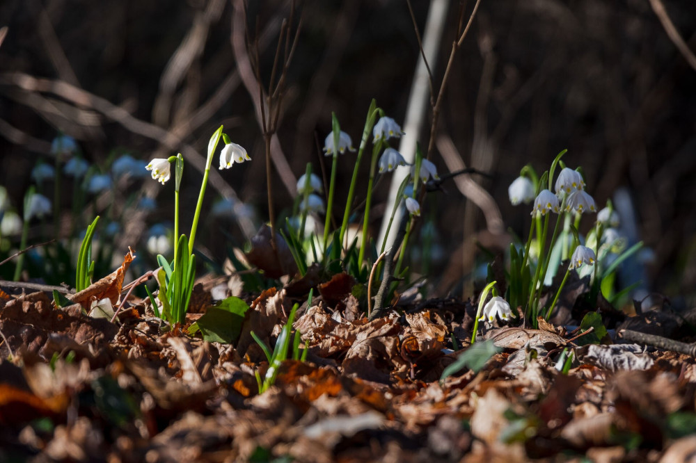 Leucojum vernum (tavaszi tőzike)