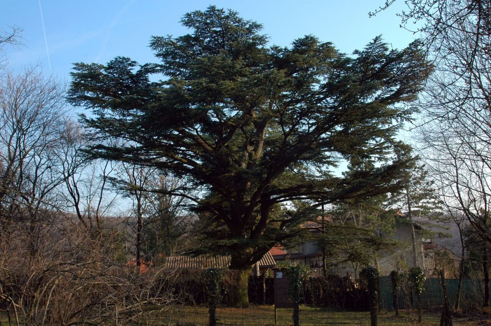 Libanoni-cedrus-51