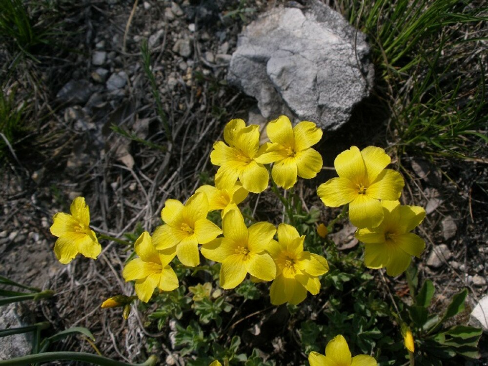 linum_dolomiticum_5ha.jpg