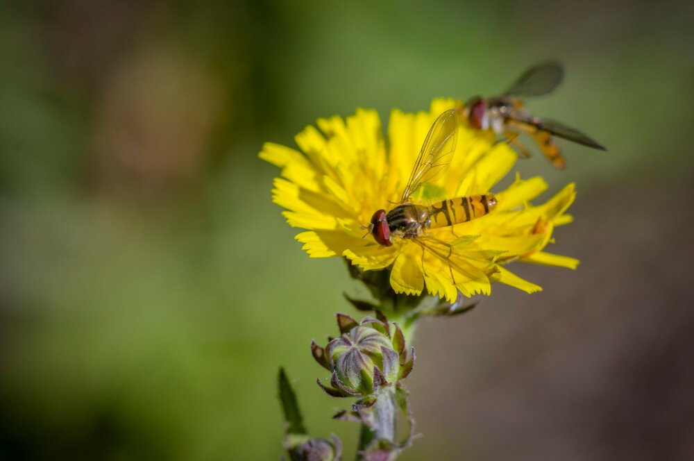 little yellow hoverfly on blossom of flower