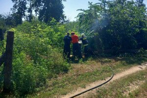 Lódarazsak miatt felgyújtott egy 120 éves tölgyet, kis híján óriási baj lett belőle