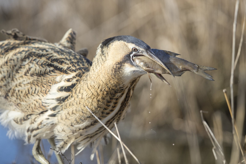 lose-up portrait of Bittern (Botaurus stellaris) about swallowing the caught fish