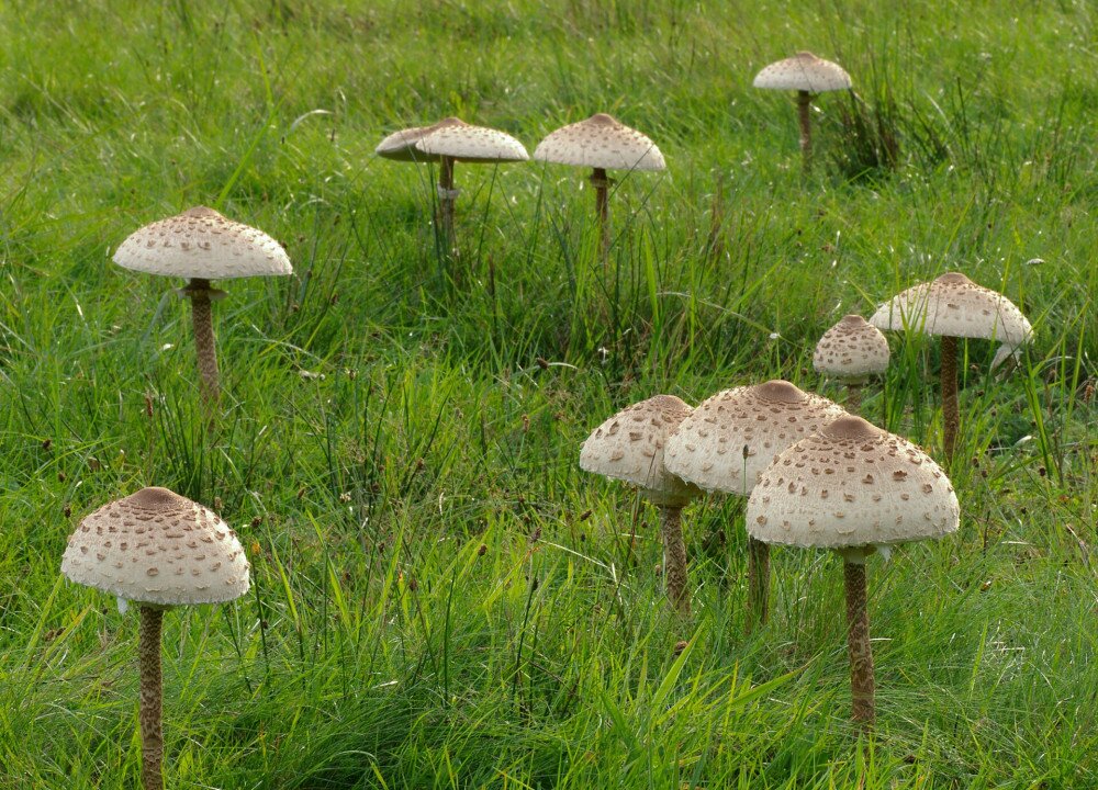 Macrolepiota4_cropped