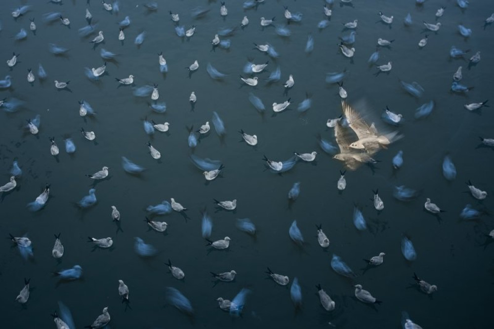 Madarak winer Pratik Pradhan - INDIA - Gulls and ghosts