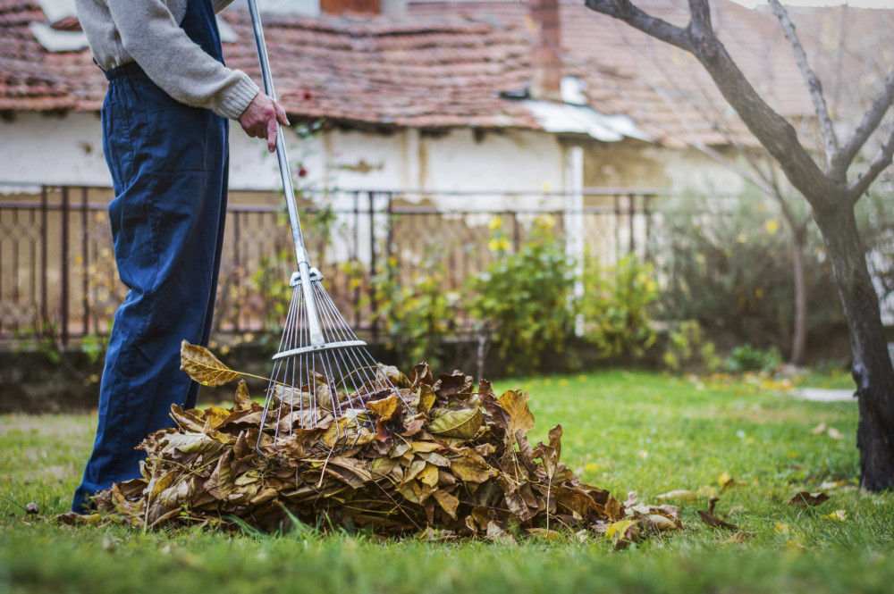 Man collecting fallen autumn leaves in the home yard