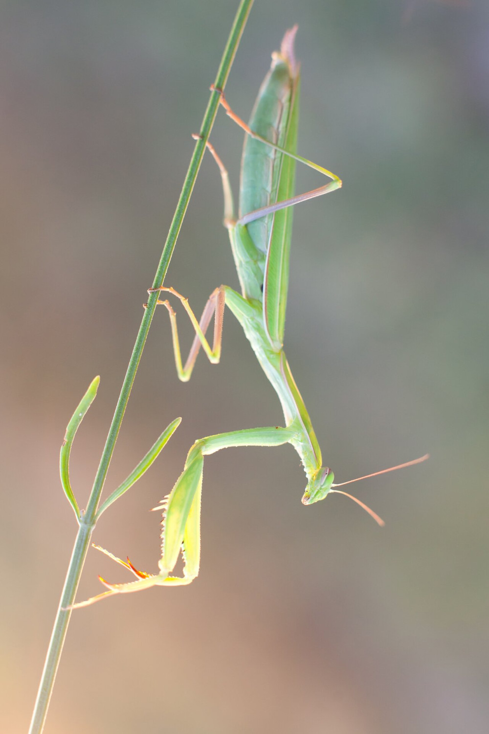 mantis_tm_0004