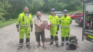 Már majdnem feladta a Visegrádnál mentett kisróka