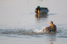 Már násztáncot járnak az alföldi récék