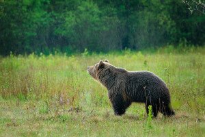 Medve volt a betörő a tátrai Teaházban