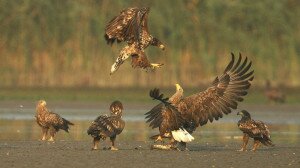 Megalakult a világ első, öt országot érintő bioszféra-rezervátuma