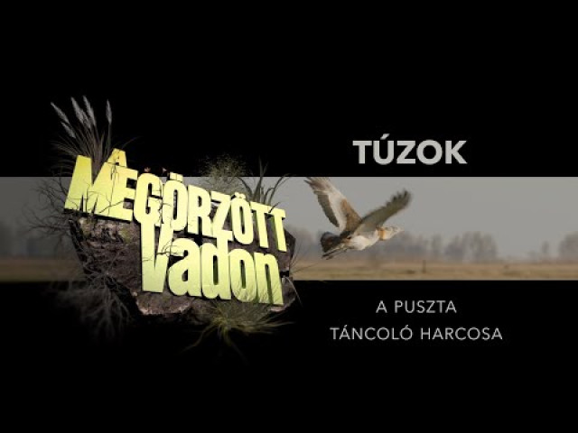 Megőrzött vadon - Túzok, a puszta táncoló harcosa