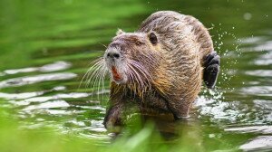 Megtelepedett rágcsálóvendég Dél-Amerikából: a nutria