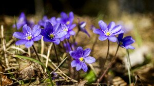 Mennyire ismered a tavasz hírnökeit? - Kvíz