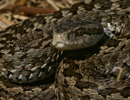 Mérges kígyók Magyarországon – avagy mennyire veszélyesek a hazai viperák?