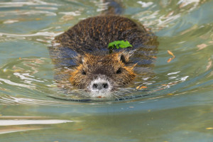 Mi a különbség a hód, a nutria és a pézsmapocok között?