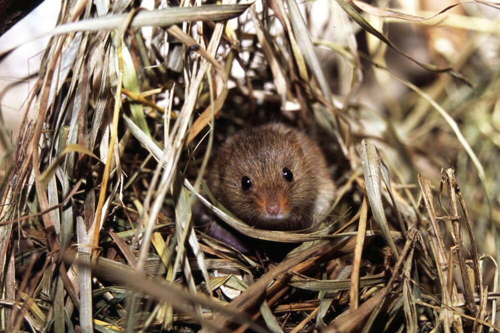 Micromys minutus törpeegér