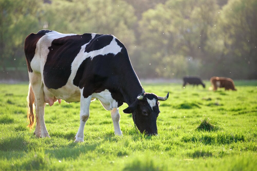 Milk cow grazing on green farm pasture on summer day. Feeding of cattle on farmland grassland