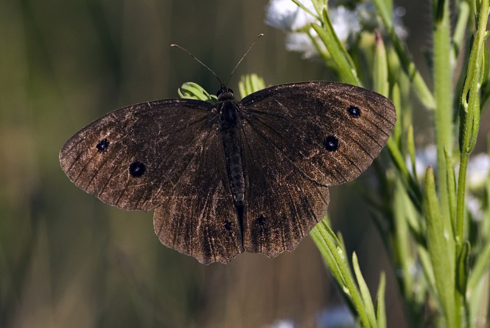 Minois dryas / Grand n..gre des bois