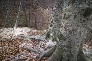 Mi történik a fával, ha belekarcolod a neved?