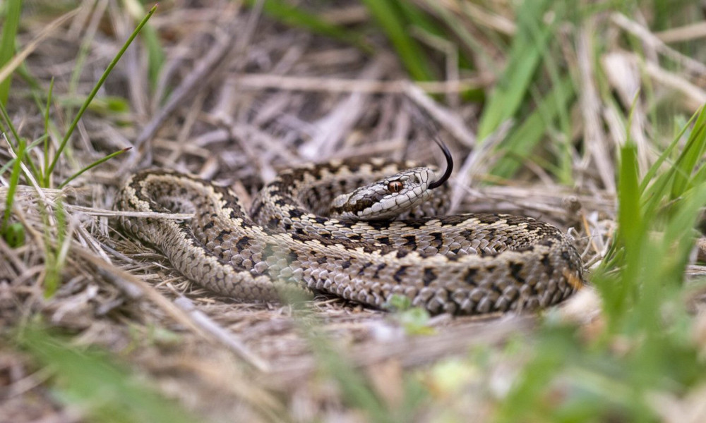 monitorozo-kepzes-rakosi-vipera-foto-mizsei-edvard-3x5-2