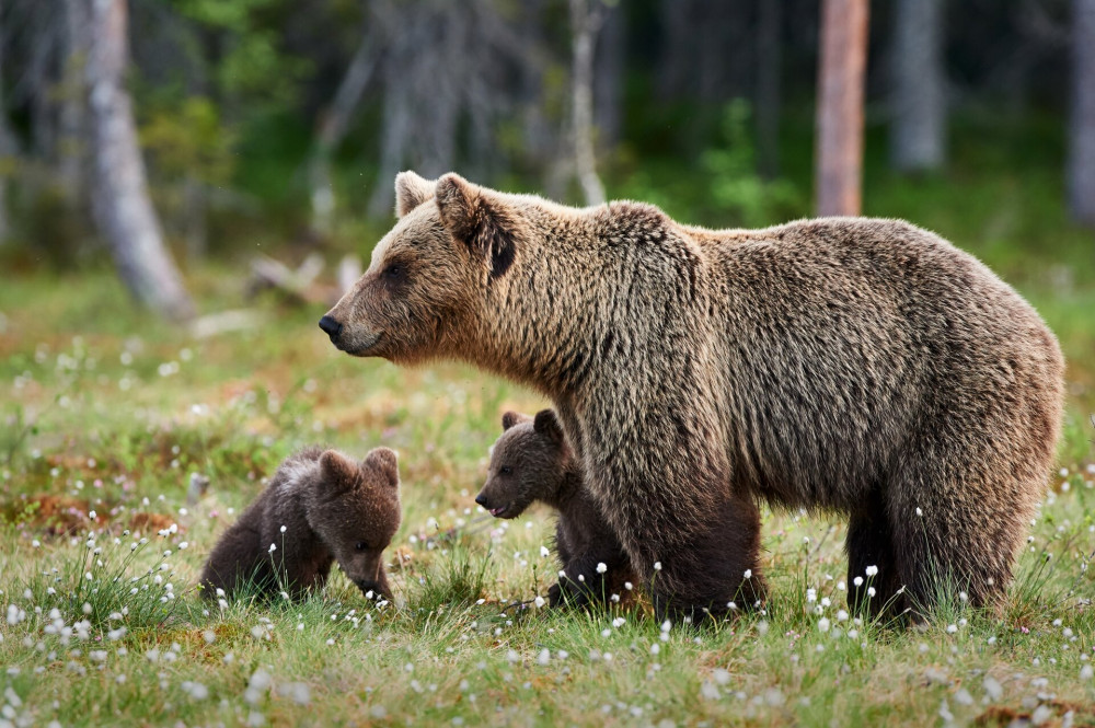 Mother bear and cubs