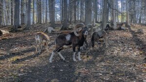 Muflonok bandáznak a Zemplénben