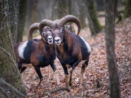 Muflonok feszülnek egymásnak az őszi erdőben