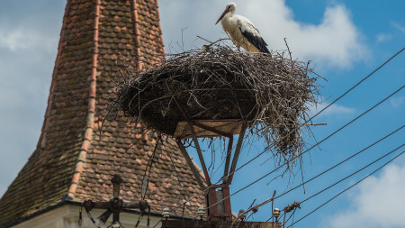 Munkálatok, amiket még a költési időszak előtt kellene elvégezni