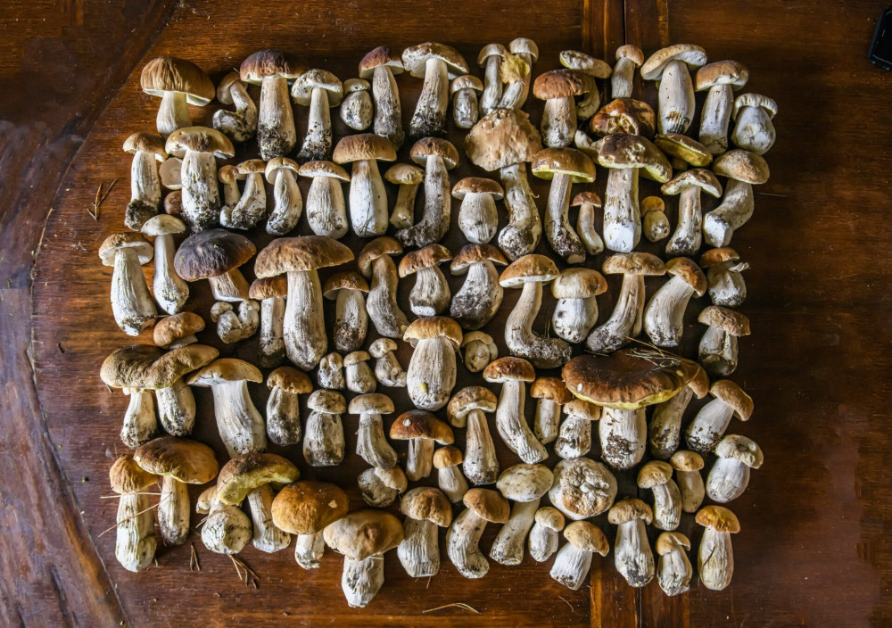 Mushrooms Boletus edulis over wooden background, close up on wood rustic table. Cooking delicious organic mushrooms.