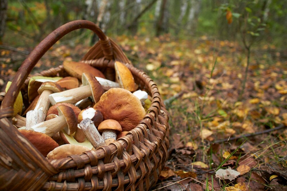 mushrooms in the basket