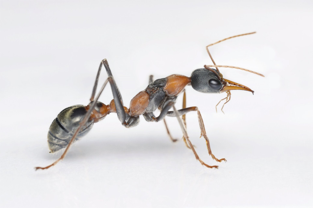 Myrmecia nigrocincta_Bakos Ádám_AntSite