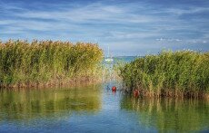 Nádasok nélkül nincs egészséges Balaton