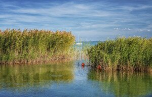 Nádasok nélkül nincs egészséges Balaton