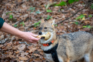 Nagy visszatérő vagy ádáz betolakodó? – Egy aranysakál naplója