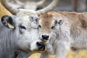 Napi cukiság: már 160 borjú jött világra Kardoskúton