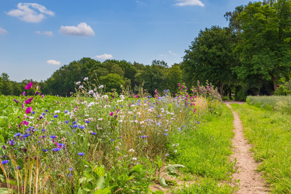 Nature-inclusive agriculture in the Netherlands