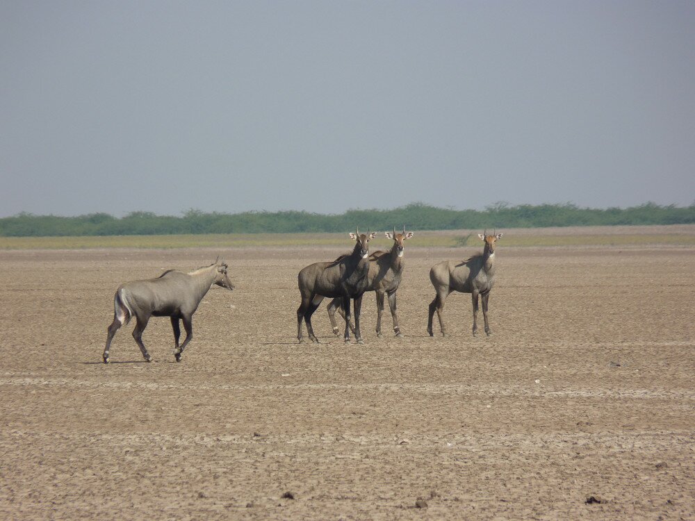 nilgai_group_at_little_rann_of_kutch_.jpg