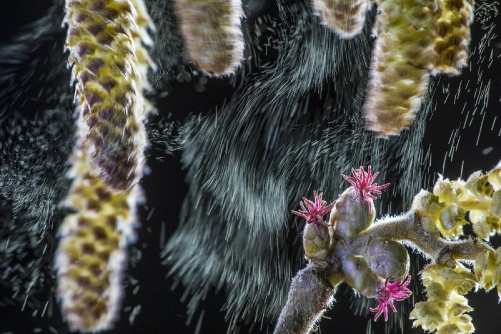 Novenyek es gombak highly Roberto Zanette - ITALY - Pollination of Corylus avellana